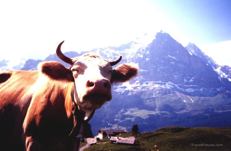 Grindelwald cow Bussalp eiger
